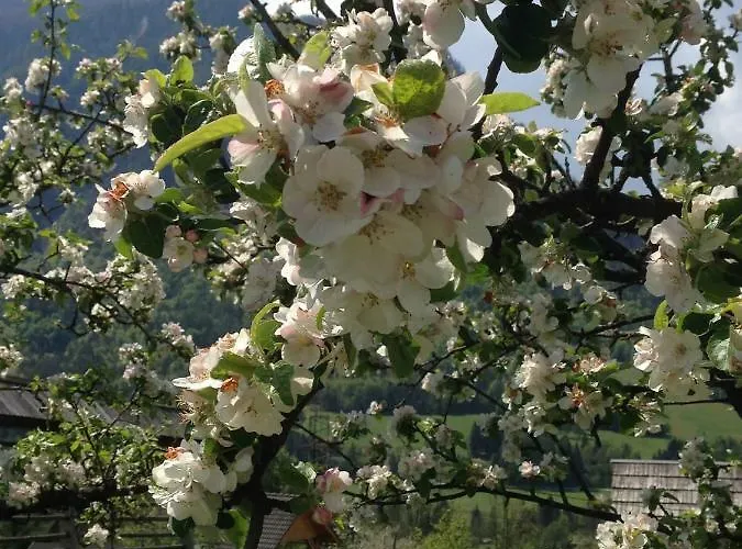 Mountain View - Pr' Potovcn'k *